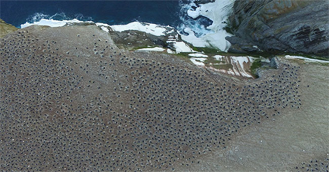 “Tổ bí ẩn” của 1,5 triệu con chim cánh cụt con người chưa từng biết đến
