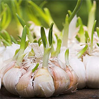 Những loại thực phẩm mọc mầm tuyệt đối không nên ăn và nên cân nhắc khi ăn Những loại thực phẩm mọc mầm tuyệt đối không nên ăn và nên cân nhắc khi ăn
