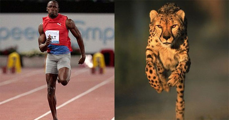 Thành tích tốt nhất của "tia chớp đen" Usain Bolt chỉ bằng 1/3 tốc độ của Cheetah