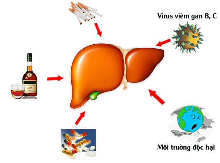 Nếu có men gan tăng cao, điều này có thể chỉ ra rằng gan đang bị tổn thương. 