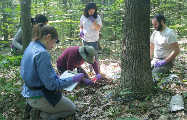 Nhà sinh học Frederik Schulz (người áo đỏ) đang trích lấy mẫu trong rừng Harvard.