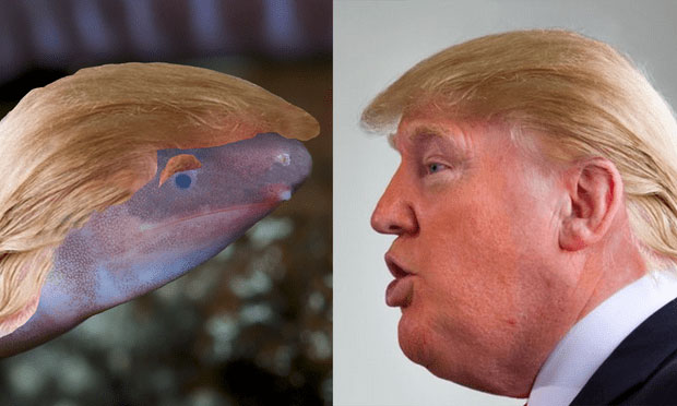 Bức ảnh "chế" của công ty EnviroBuild khi ghép mái tóc đặc trưng của ông Trump vào loài vật mới