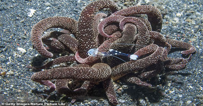 Quái vật kỳ dị thân nhiều xúc tu ngoe nguẩy xuất hiện tại bờ biển Úc