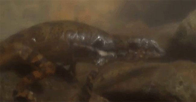 Phát hiện loài thằn lằn có thể thở… được dưới nước