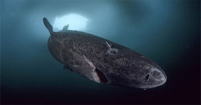Loài cá mập kỳ dị nhất thế giới