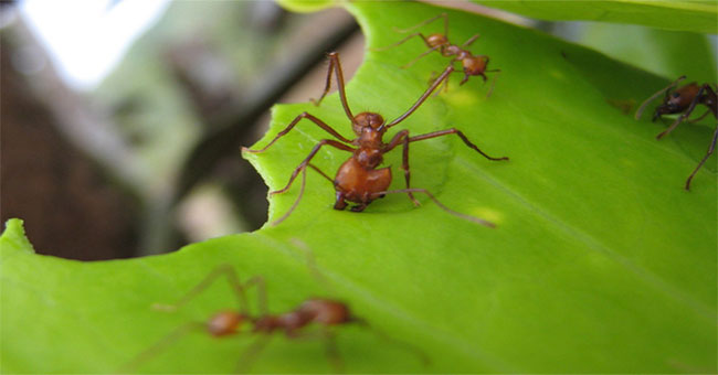 Phát hiện loài kiến gây hiệu ứng nhà kính không thua con người