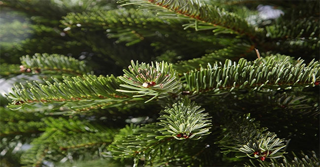 Phát triển công nghệ tận dụng lá kim của cây thông
