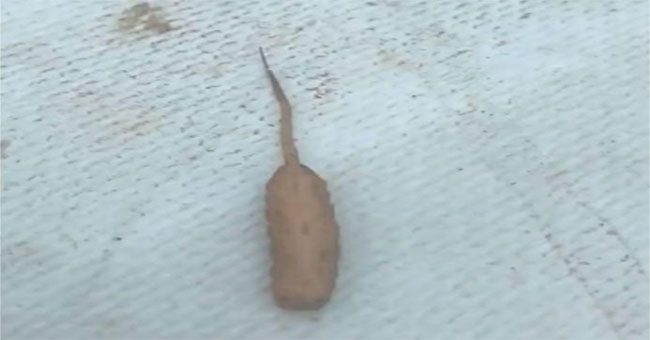 Giòi đuôi chuột xuất hiện dưới hồ nước Australia
