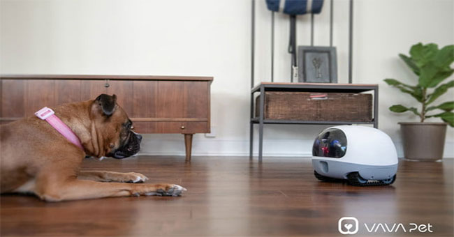 Robot cho phép người dùng "gọi video" với thú cưng từ xa