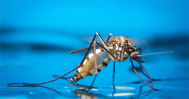 Tìm ra phương pháp mới làm giảm sinh sản của muỗi