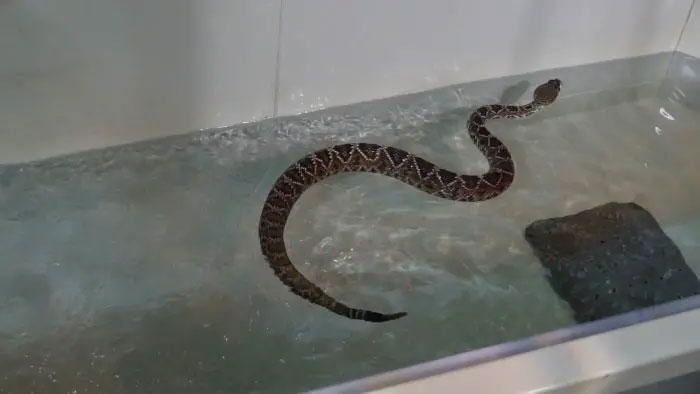 Khi được đưa vào bể, rắn có 2 lựa chọn: Bơi thật lực hoặc chết đuối. 