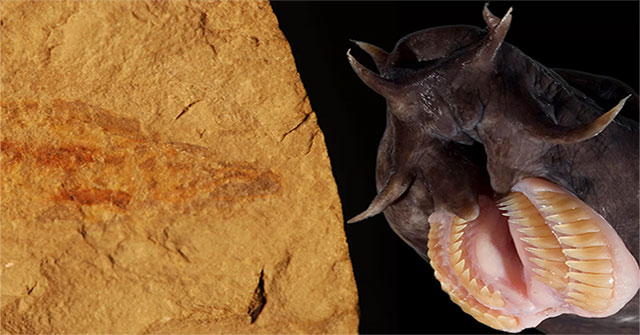 Phát hiện hoá thạch loài cá mù 100 triệu năm tuổi cực hiếm