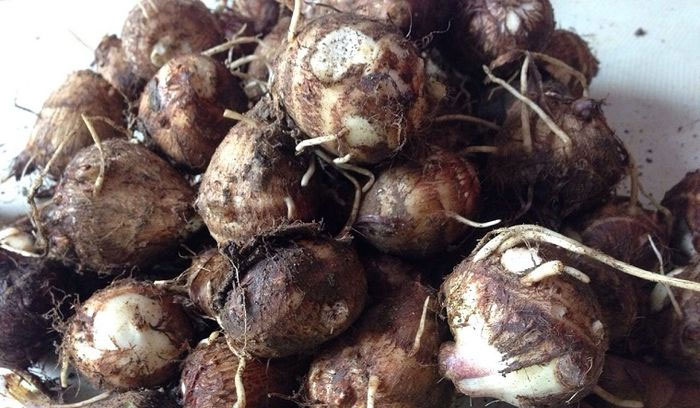 Cách gọt khoai sọ mà không bị ngứa