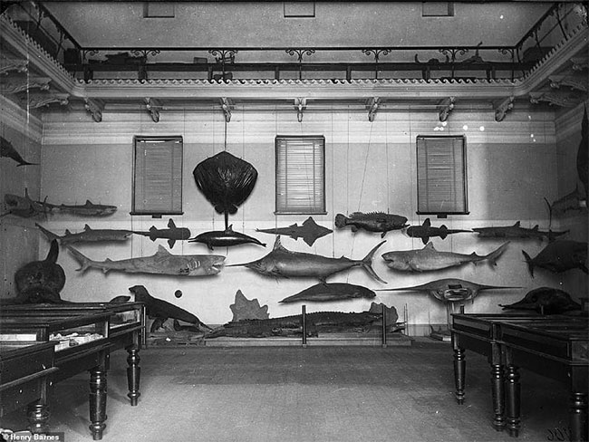 Bộ sưu tập mẫu vật cá từ những năm 1870.