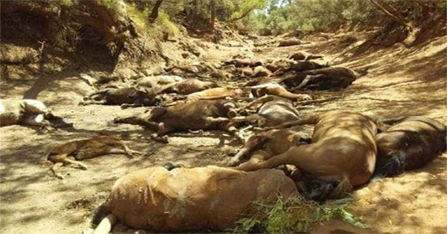Nắng nóng kỷ lục ở Australia, hàng chục con ngựa chết khát