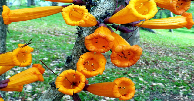 Kỳ lạ cây có hoa mọc từ thân, có thể nấu ăn ở Việt Nam