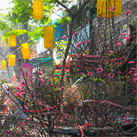 Chợ hoa Hà Nội chỉ họp một lần trong năm vào dịp Tết Chợ hoa Hà Nội chỉ họp một lần trong năm vào dịp Tết