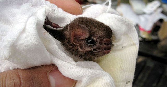 Nước bọt loài dơi hút máu có tác dụng điều hòa huyết áp