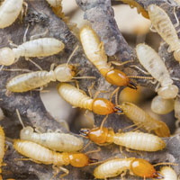 Mối giúp duy trì độ ẩm cần thiết cho cây rừng nhiệt đới Mối giúp duy trì độ ẩm cần thiết cho cây rừng nhiệt đới