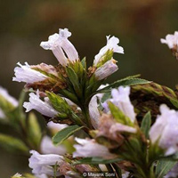 Neelakurinji, loài hoa hiếm chỉ nở 12 năm một lần ở Ấn Độ Neelakurinji, loài hoa hiếm chỉ nở 12 năm một lần ở Ấn Độ