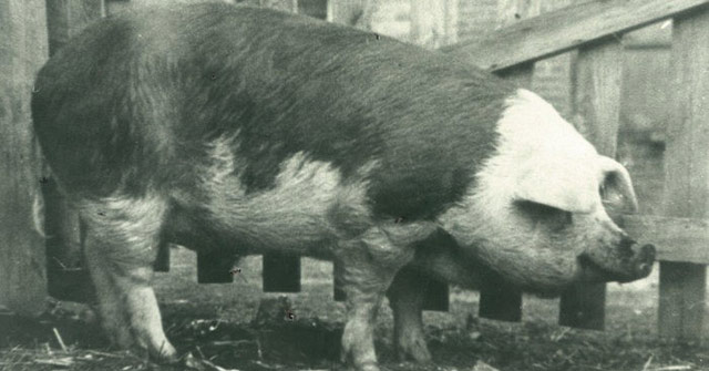 Những chú lợn ghi dấu ấn trong lịch sử