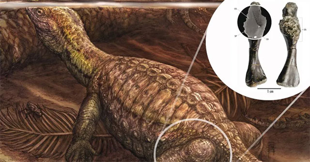 Ung thư xương ác tính được phát hiện có từ loài rùa Kỷ Trias