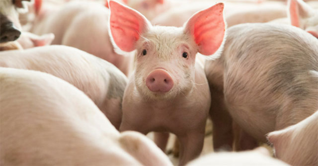 Thịt lợn tiêm kháng sinh Trung Quốc và những hệ luỵ khiến thế giới lo sợ
