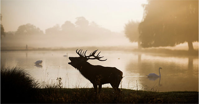 Bệnh dịch "xác sống" lan tràn ở Mỹ, Canada đe dọa đến con người