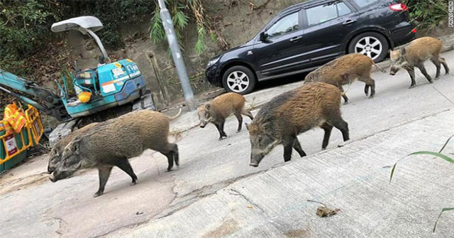 Lợn rừng tràn xuống phố phường Hong Kong