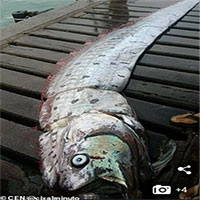 Ngư dân Peru bắt được "rồng biển" có thể dự báo thảm họa khủng khiếp Ngư dân Peru bắt được "rồng biển" có thể dự báo thảm họa khủng khiếp