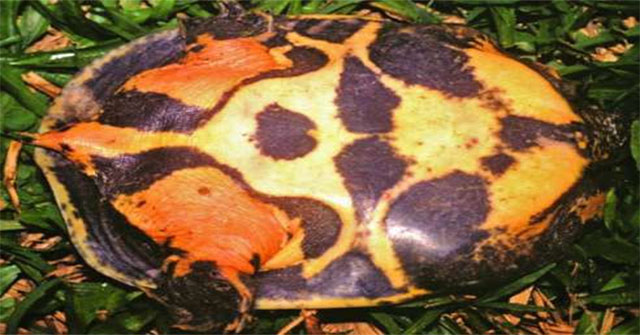 Loài rùa "nhọ" nhất: Mới tìm ra đã bị đưa ngay vào sách Đỏ, hạng mục "đặc biệt nguy cấp"