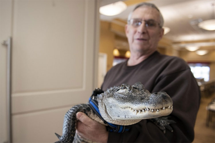 Joie Henney, 65 tuổi, ở Strinestown, Pennsylvania, Mỹ cùng cá sấu Wally.