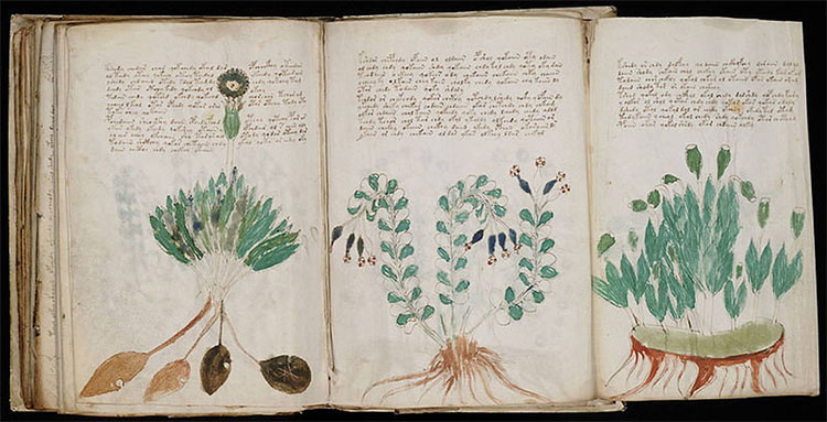 Một trang bên trong bản thảo Voynich.