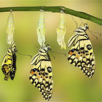 Bạn có thực sự biết cách một chú sâu hóa thành bướm? Bạn có thực sự biết cách một chú sâu hóa thành bướm?