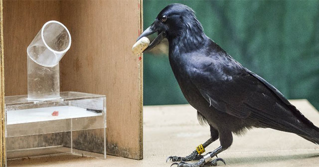 Nghiên cứu mới xác nhận một trong những loài chim thông minh nhất thế giới chính là quạ!