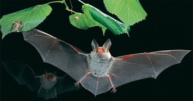 Phát hiện hai loài dơi mới ở châu Âu và Bắc Phi