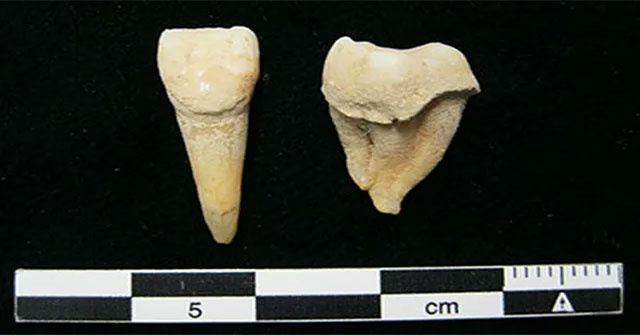 Cao răng cổ đại cho thấy người mông cổ đã biết sử dụng sữa từ 3.000 năm trước