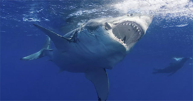 "Kho báu" chống tuổi già, ung thư trong cơ thể cá mập