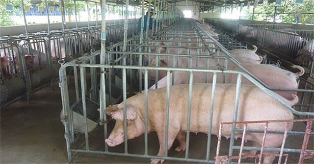 Dịch tả lợn có lây sang người?