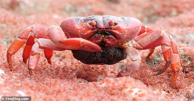 Sự thật đằng sau hình ảnh cua đỏ ở đảo Giáng sinh ngấu nghiến nhai thịt con