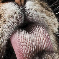 Điều khó tin về lưỡi mèo khiến nhiều người khiếp đảm Điều khó tin về lưỡi mèo khiến nhiều người khiếp đảm