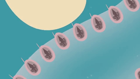 Trong xúc tu của sứa gồm hàng loạt các mũi lao siêu nhỏ chứa chất độc