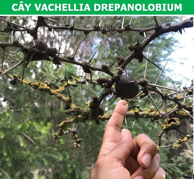 Cây Vachellia drepanolobium