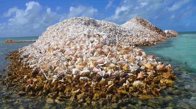 Đảo Conch là minh chứng cho sự phổ biến của loài ốc xà cừ ở nơi đây.