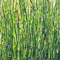 Sự thực kỳ thú về cây mộc tặc hình dáng lạ của Việt Nam Sự thực kỳ thú về cây mộc tặc hình dáng lạ của Việt Nam