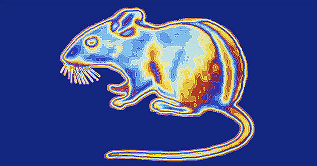 Tạo ra "siêu chuột" nhìn xuyên màn đêm: Tưởng khoa học rảnh nhưng mọi chuyện đều có lý do