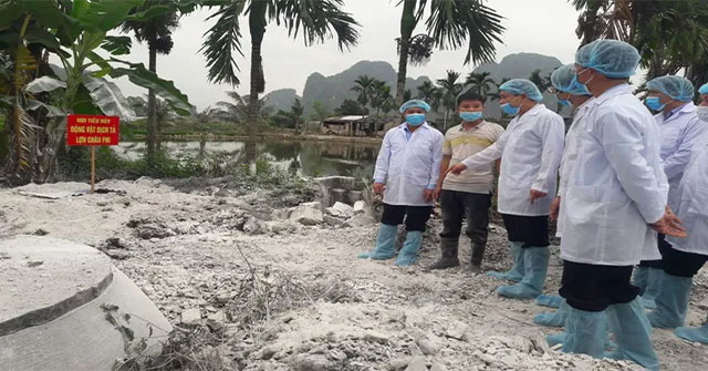 Ăn phải thịt lợn nhiễm dịch tả châu Phi có sao?