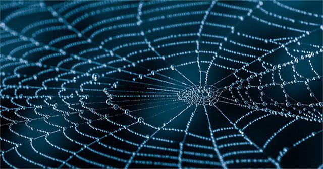 Tơ nhện sẽ được dùng làm vải thông minh, cơ bắp nhân tạo?