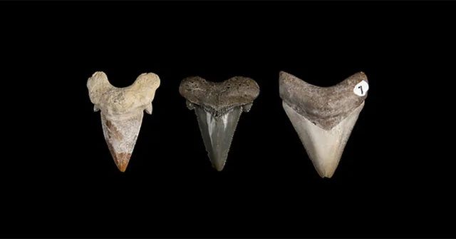 Siêu cá mập Megalodon tiến hóa hàng chục triệu năm để có bộ răng sát thủ