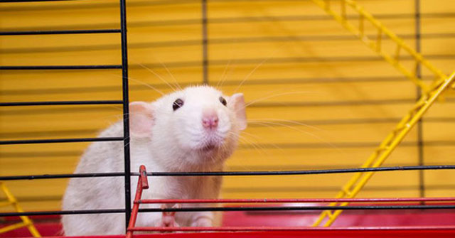 Lịch sử y học kỳ thú của chuột thí nghiệm